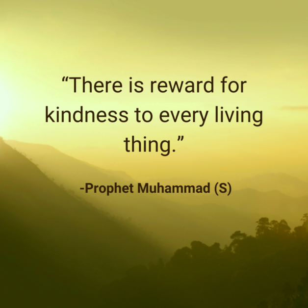 There is reward for kindness to every living thing. -Prophet Muhammad (S)