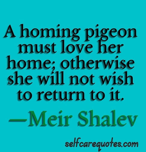 Pigeon Quotes Love