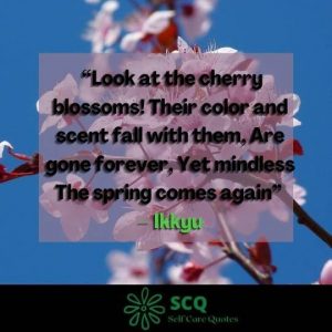 cherry blossom quotes in japanese