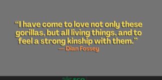 dian fossey quotes