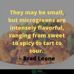 short spicy quotes